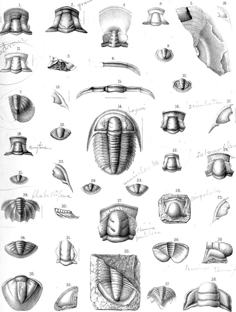 blyantstegninger af trilobitter