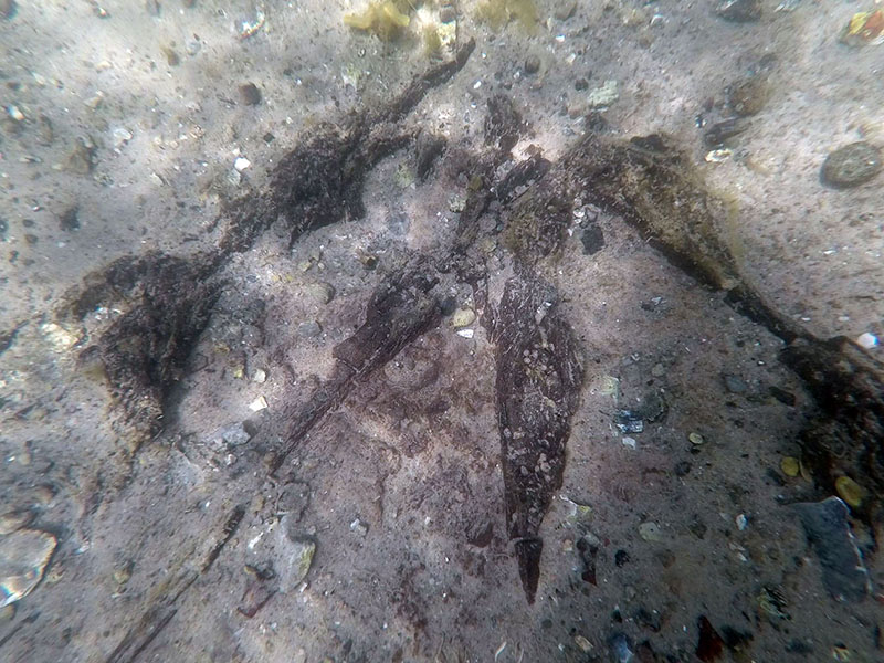 Træstup med rodnet i havbunden, Geopark Det Sydfynske Øhav