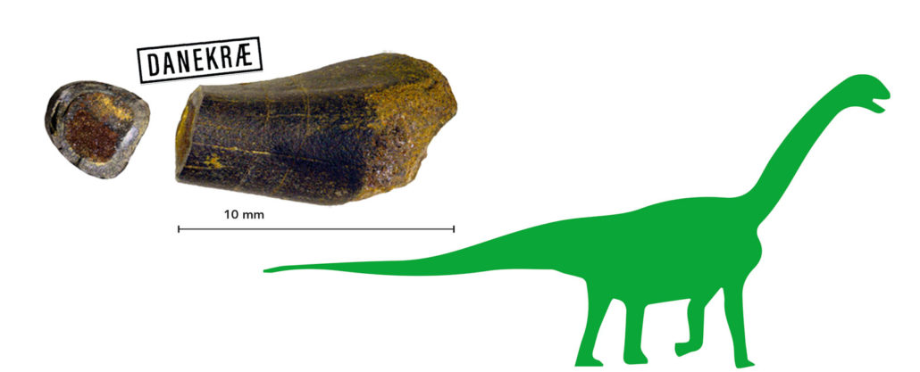 danekræ, lårbensknogle  10mm fra minisauropod