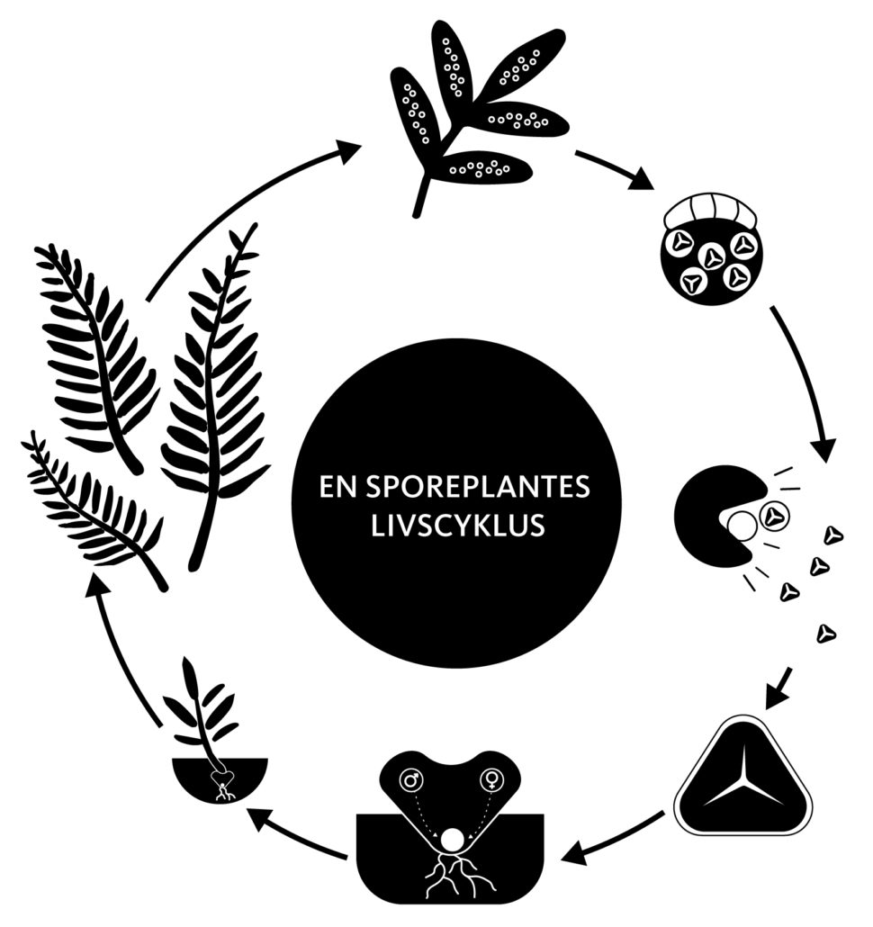 En sporerplantes livscyklus