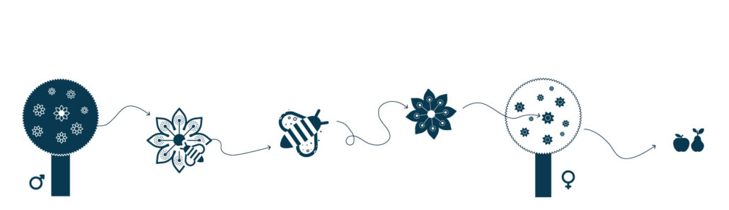 bestøvning med pollen som illustration