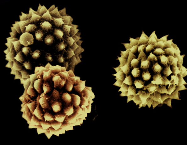 tema om pollen og sporer