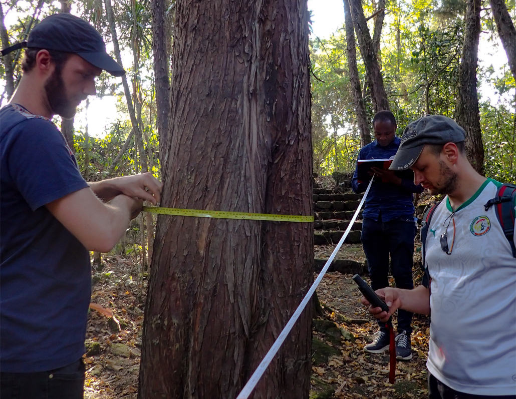 Et menneske holder et målebånd, der er omkring et træ. Et andet menneske er i står ved siden af og kigger på en maskine i hånden. Et tredje menneske holder et målebånd, der går bag fotografen.