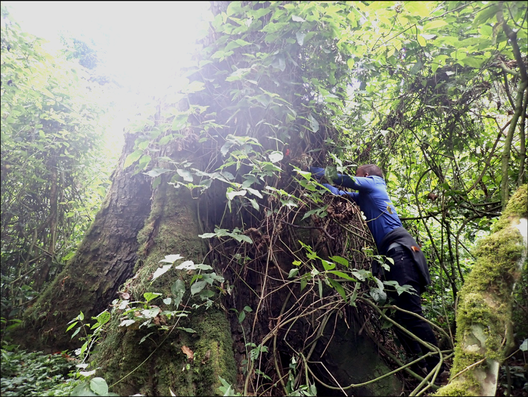 Et menneske står ved siden af et meget tykt træ i junglen og har armene begravet i grene omkring stammen.