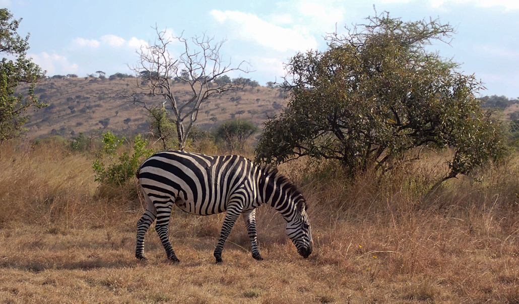 En Zebra græsser. I baggrunden ses nogle træer.
