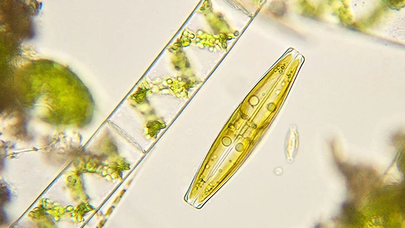 Kiselalger i mikroskop
