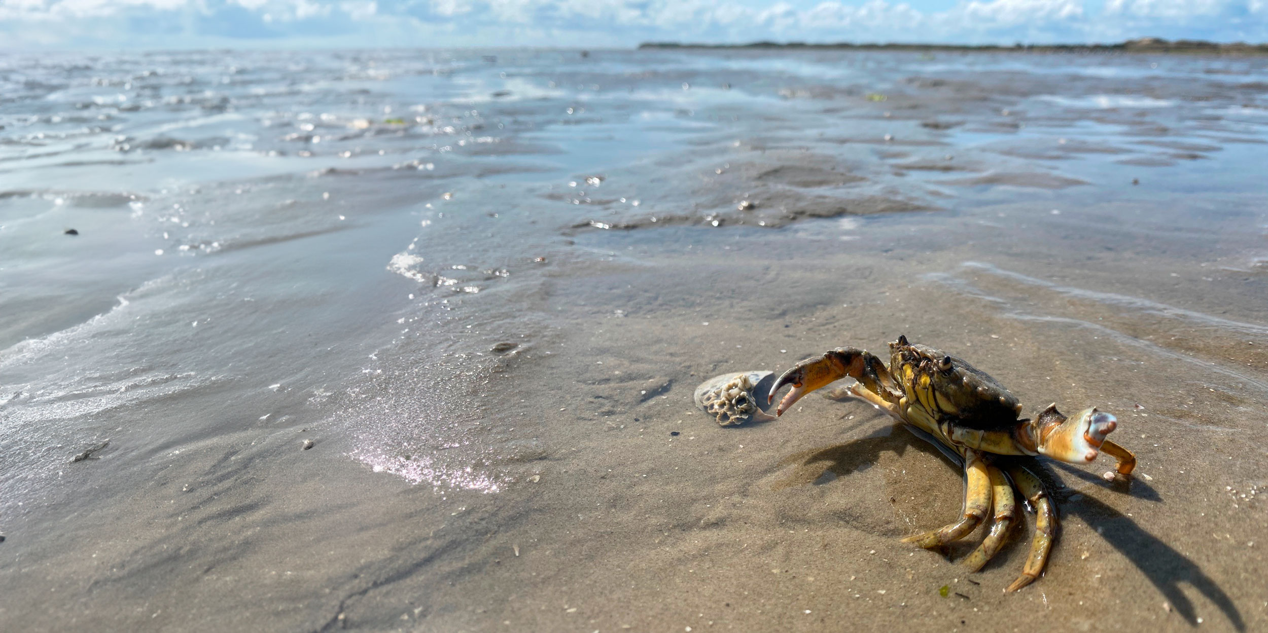 Læs om temaet Ocean Decade Vidunderlige, vidtstrakte vader