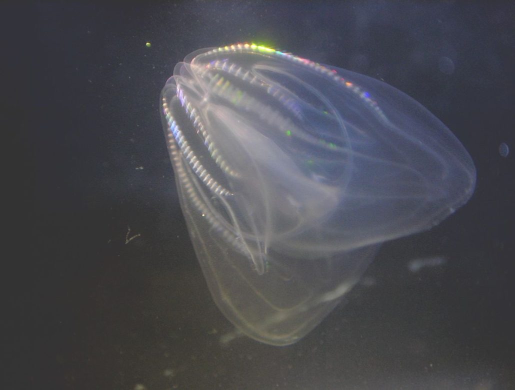 Amerikansk rippegople