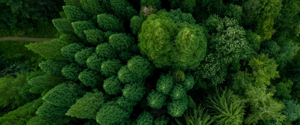 En skov set fra oven