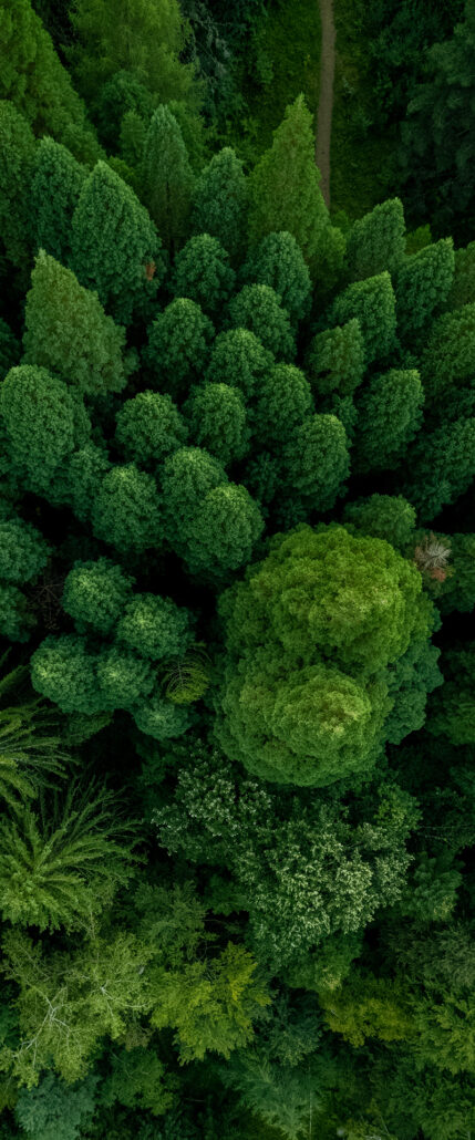 En skov set fra oven